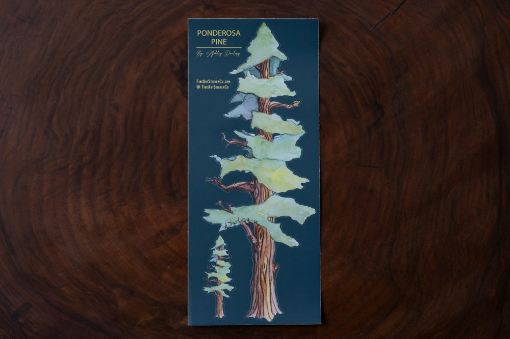Ponderosa Pines, Fine Art Sticker